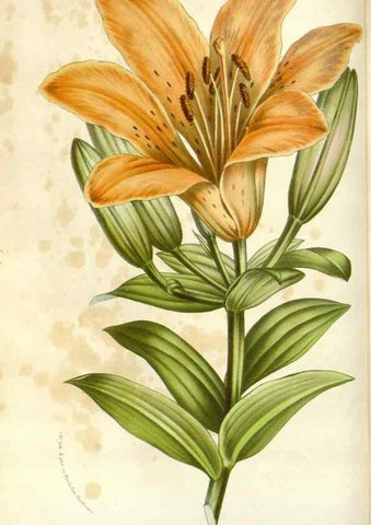 Reproducción/Reproduction 49589188297: Flore des serres et des jardins de l'Europe. A Gand :chez Louis van Houtte, eÌditeur,1845-1880.. 