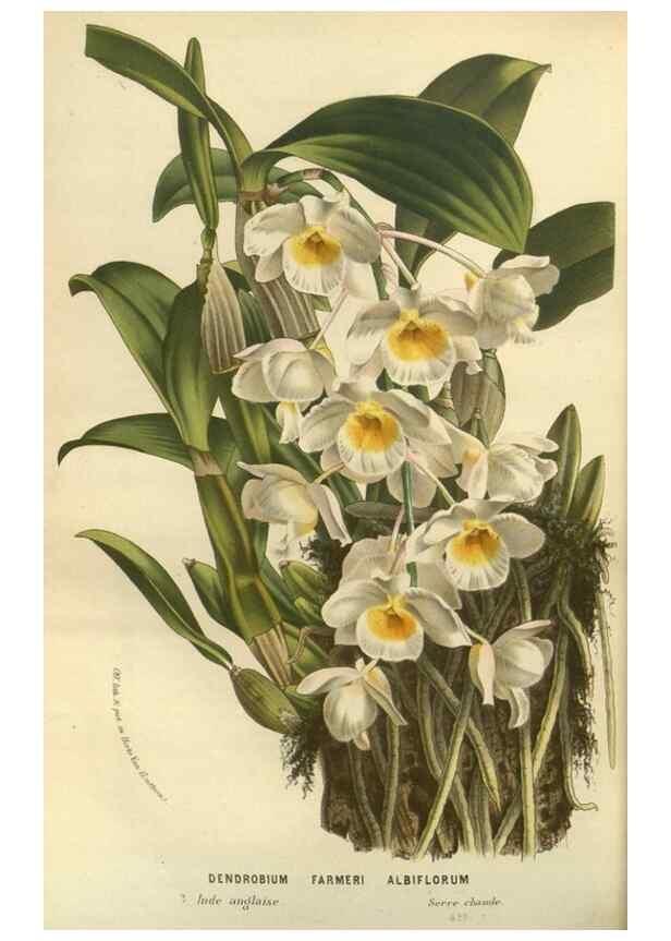 Reproducción/Reproduction 49588633551: Flore des serres et des jardins de l'Europe. A Gand :chez Louis van Houtte, eÌditeur,1845-1880.. 