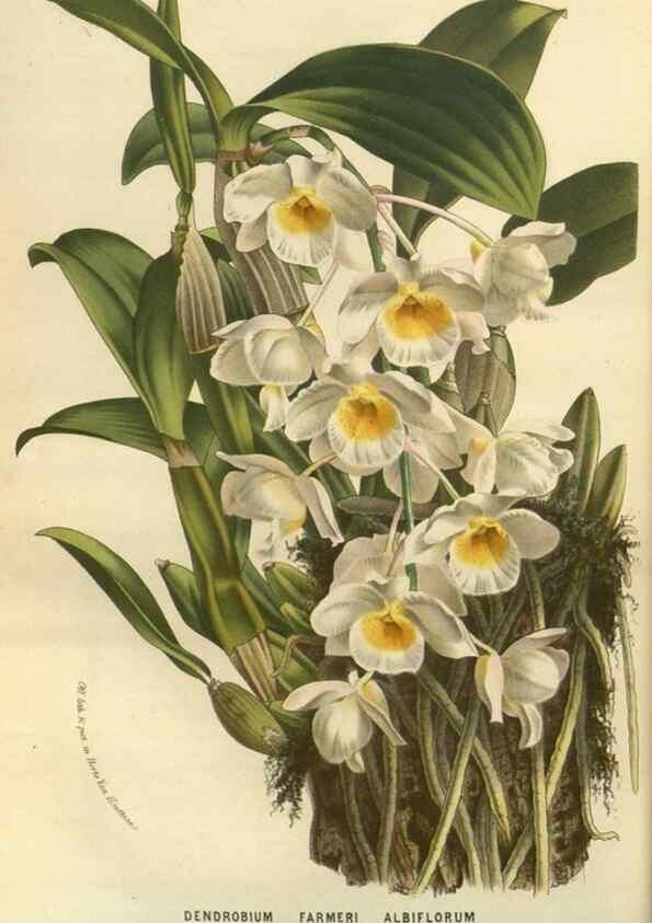 Reproducción/Reproduction 49588633551: Flore des serres et des jardins de l'Europe. A Gand :chez Louis van Houtte, eÌditeur,1845-1880.. 