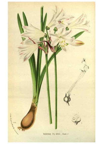 Reproducción/Reproduction 49588143403: Flore des serres et des jardins de l'Europe. A Gand :chez Louis van Houtte, eÌditeur,1845-1880.. 