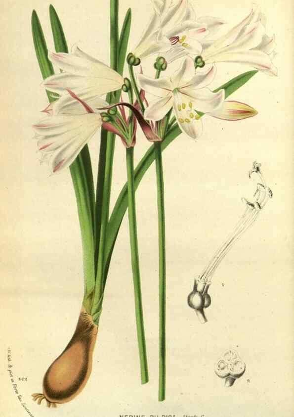 Reproducción/Reproduction 49588143403: Flore des serres et des jardins de l'Europe. A Gand :chez Louis van Houtte, eÌditeur,1845-1880.. 