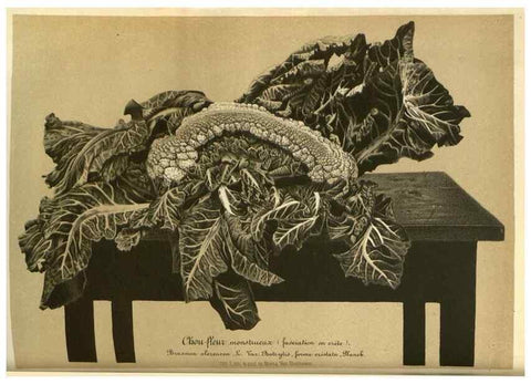 Reproducción/Reproduction 49588879747: Flore des serres et des jardins de l'Europe. A Gand :chez Louis van Houtte, eÌditeur,1845-1880.. 