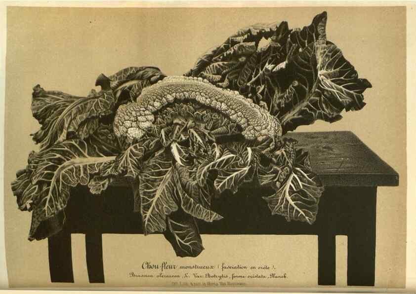 Reproducción/Reproduction 49588879747: Flore des serres et des jardins de l'Europe. A Gand :chez Louis van Houtte, eÌditeur,1845-1880.. 