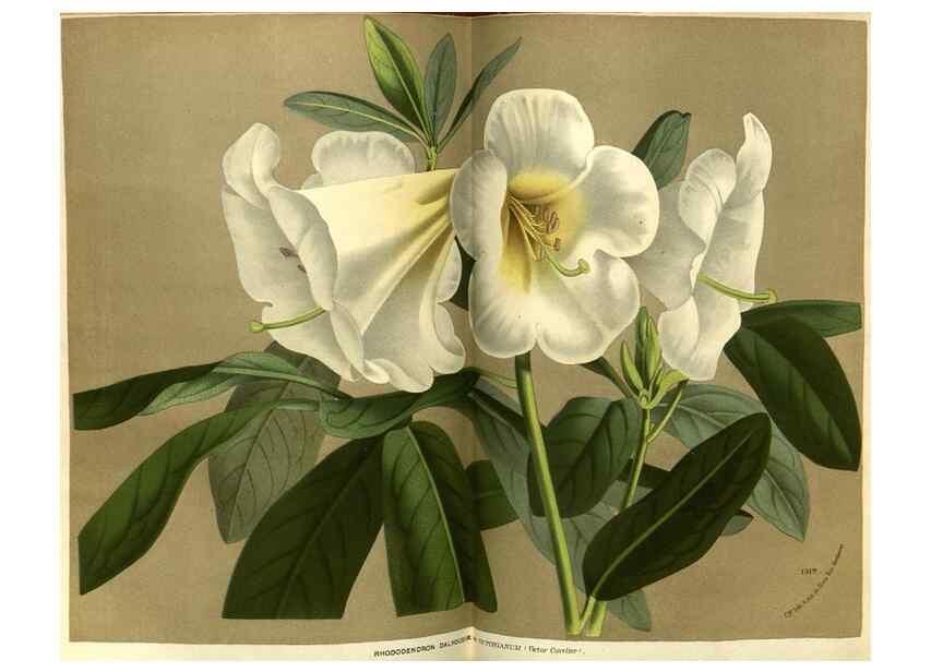Reproducción/Reproduction 49588634421: Flore des serres et des jardins de l'Europe. A Gand :chez Louis van Houtte, eÌditeur,1845-1880.. 