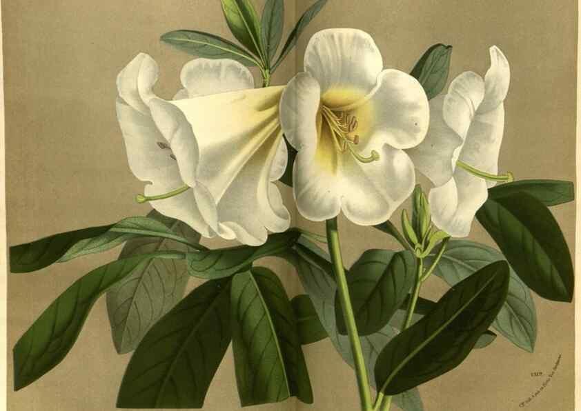 Reproducción/Reproduction 49588634421: Flore des serres et des jardins de l'Europe. A Gand :chez Louis van Houtte, eÌditeur,1845-1880.. 