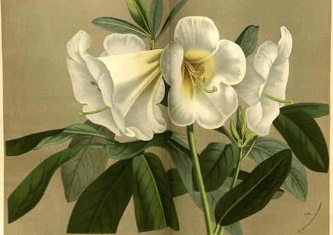 Reproducción/Reproduction 49588634421: Flore des serres et des jardins de l'Europe. A Gand :chez Louis van Houtte, eÌditeur,1845-1880.. 
