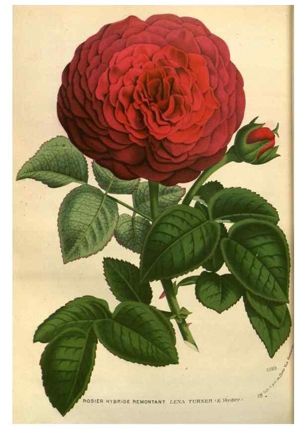 Reproducción/Reproduction 49588144003: Flore des serres et des jardins de l'Europe. A Gand :chez Louis van Houtte, eÌditeur,1845-1880.. 