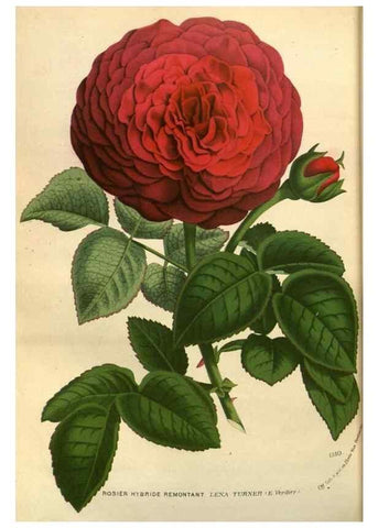 Reproducción/Reproduction 49588144003: Flore des serres et des jardins de l'Europe. A Gand :chez Louis van Houtte, eÌditeur,1845-1880.. 