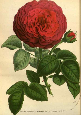 Reproducción/Reproduction 49588144003: Flore des serres et des jardins de l'Europe. A Gand :chez Louis van Houtte, eÌditeur,1845-1880.. 