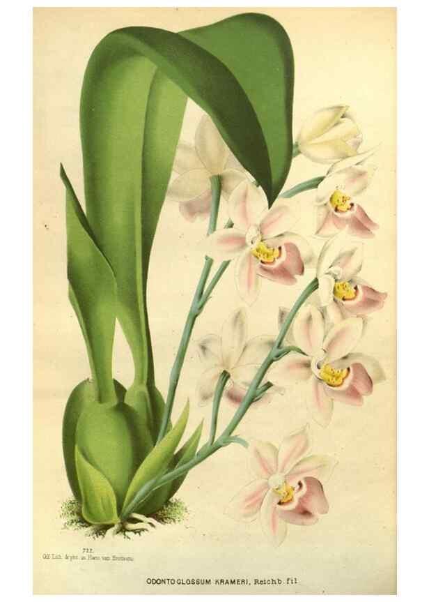 Reproducción/Reproduction 49588634961: Flore des serres et des jardins de l'Europe. A Gand :chez Louis van Houtte, eÌditeur,1845-1880.. 
