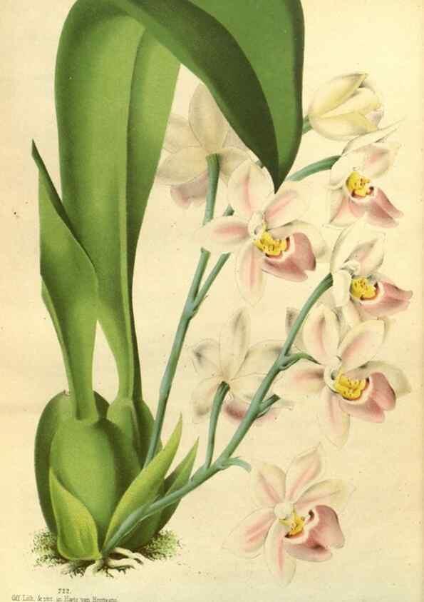 Reproducción/Reproduction 49588634961: Flore des serres et des jardins de l'Europe. A Gand :chez Louis van Houtte, eÌditeur,1845-1880.. 