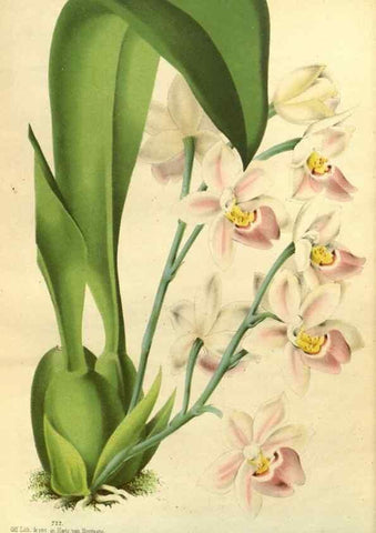 Reproducción/Reproduction 49588634961: Flore des serres et des jardins de l'Europe. A Gand :chez Louis van Houtte, eÌditeur,1845-1880.. 