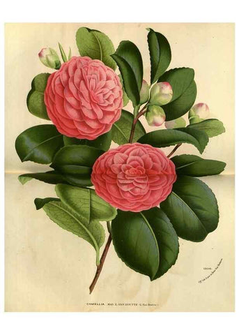 Reproducción/Reproduction 49588635166: Flore des serres et des jardins de l'Europe. A Gand :chez Louis van Houtte, eÌditeur,1845-1880.. 