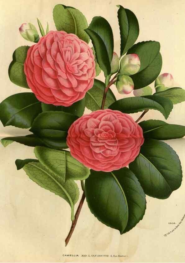 Reproducción/Reproduction 49588635166: Flore des serres et des jardins de l'Europe. A Gand :chez Louis van Houtte, eÌditeur,1845-1880.. 
