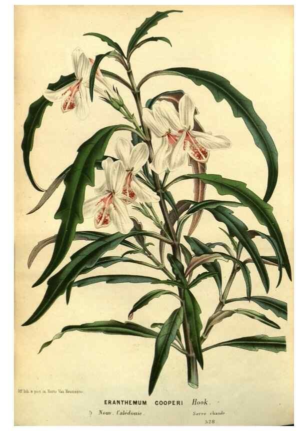 Reproducción/Reproduction 49588635431: Flore des serres et des jardins de l'Europe. A Gand :chez Louis van Houtte, eÌditeur,1845-1880.. 