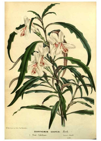 Reproducción/Reproduction 49588635431: Flore des serres et des jardins de l'Europe. A Gand :chez Louis van Houtte, eÌditeur,1845-1880.. 