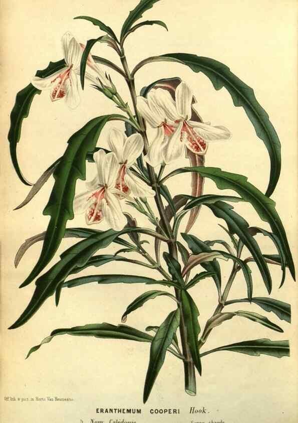 Reproducción/Reproduction 49588635431: Flore des serres et des jardins de l'Europe. A Gand :chez Louis van Houtte, eÌditeur,1845-1880.. 