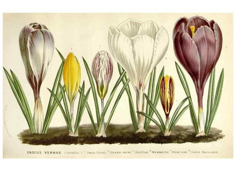 Reproducción/Reproduction 49588958026: Flore des serres et des jardins de l'Europe. A Gand :chez Louis van Houtte, eÌditeur,1845-1880.. 