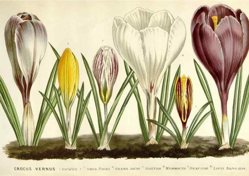 Reproducción/Reproduction 49588958026: Flore des serres et des jardins de l'Europe. A Gand :chez Louis van Houtte, eÌditeur,1845-1880.. 