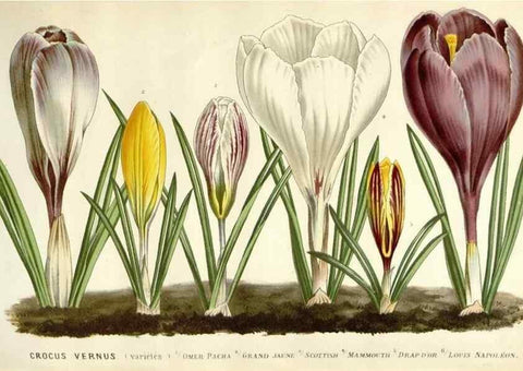 Reproducción/Reproduction 49588958026: Flore des serres et des jardins de l'Europe. A Gand :chez Louis van Houtte, eÌditeur,1845-1880.. 