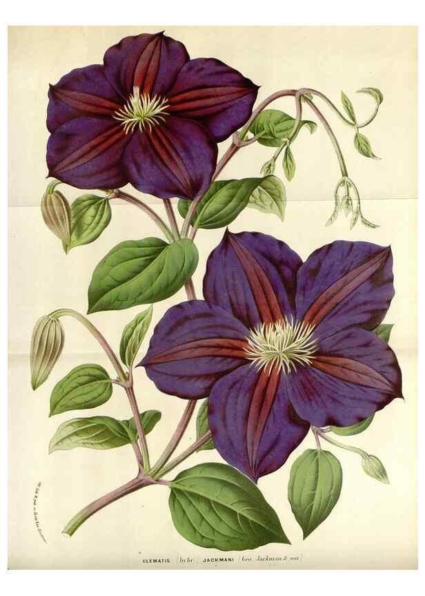 Reproducción/Reproduction 49588946216: Flore des serres et des jardins de l'Europe. A Gand :chez Louis van Houtte, eÌditeur,1845-1880.. 