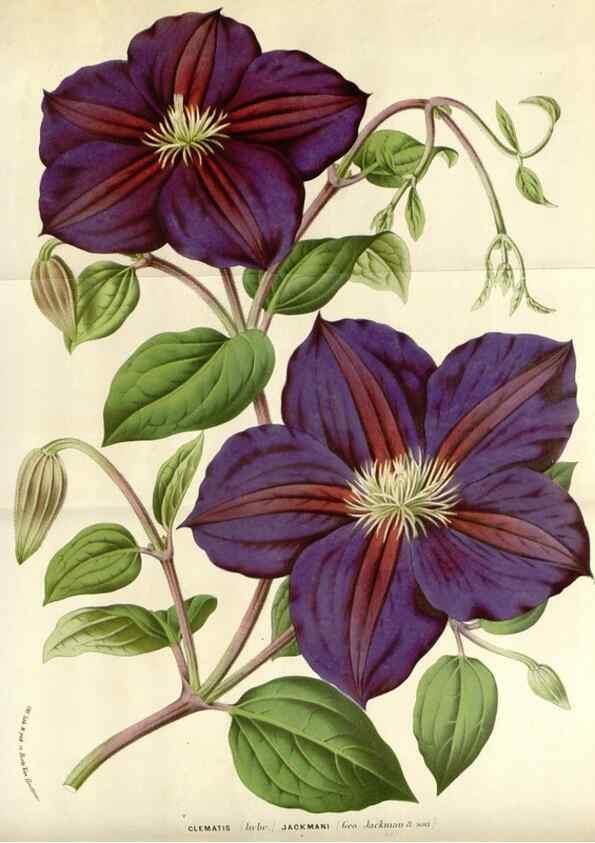 Reproducción/Reproduction 49588946216: Flore des serres et des jardins de l'Europe. A Gand :chez Louis van Houtte, eÌditeur,1845-1880.. 