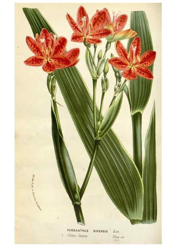Reproducción/Reproduction 49589189477: Flore des serres et des jardins de l'Europe. A Gand :chez Louis van Houtte, eÌditeur,1845-1880.. 