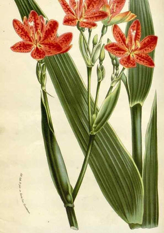Reproducción/Reproduction 49589189477: Flore des serres et des jardins de l'Europe. A Gand :chez Louis van Houtte, eÌditeur,1845-1880.. 