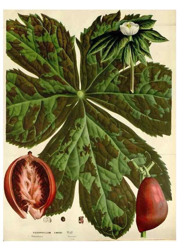Reproducción/Reproduction 49588463673: Flore des serres et des jardins de l'Europe. A Gand :chez Louis van Houtte, eÌditeur,1845-1880.. 