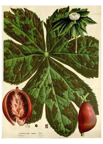 Reproducción/Reproduction 49588463673: Flore des serres et des jardins de l'Europe. A Gand :chez Louis van Houtte, eÌditeur,1845-1880.. 