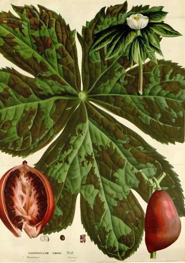 Reproducción/Reproduction 49588463673: Flore des serres et des jardins de l'Europe. A Gand :chez Louis van Houtte, eÌditeur,1845-1880.. 