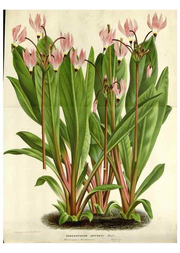 Reproducción/Reproduction 49588953986: Flore des serres et des jardins de l'Europe. A Gand :chez Louis van Houtte, eÌditeur,1845-1880.. 