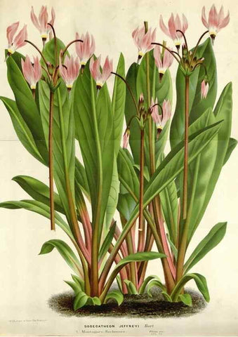Reproducción/Reproduction 49588953986: Flore des serres et des jardins de l'Europe. A Gand :chez Louis van Houtte, eÌditeur,1845-1880.. 