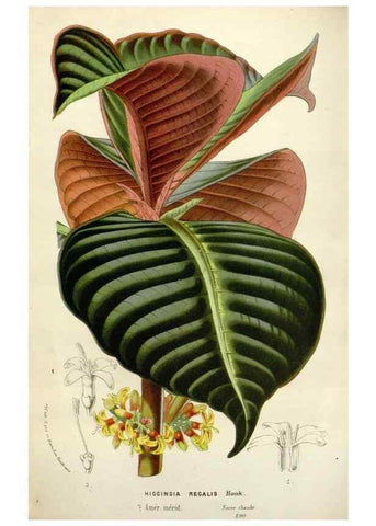 Reproducción/Reproduction 49588954356: Flore des serres et des jardins de l'Europe. A Gand :chez Louis van Houtte, eÌditeur,1845-1880.. 