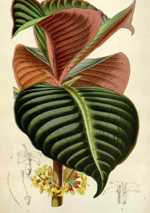 Reproducción/Reproduction 49588954356: Flore des serres et des jardins de l'Europe. A Gand :chez Louis van Houtte, eÌditeur,1845-1880.. 