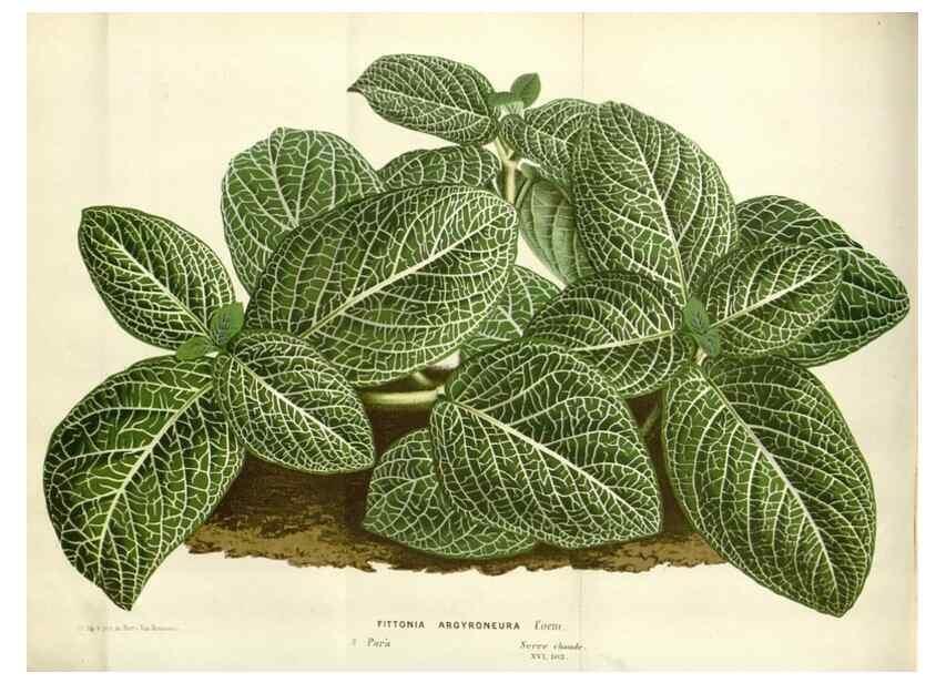 Reproducción/Reproduction 49588464783: Flore des serres et des jardins de l'Europe. A Gand :chez Louis van Houtte, eÌditeur,1845-1880.. 