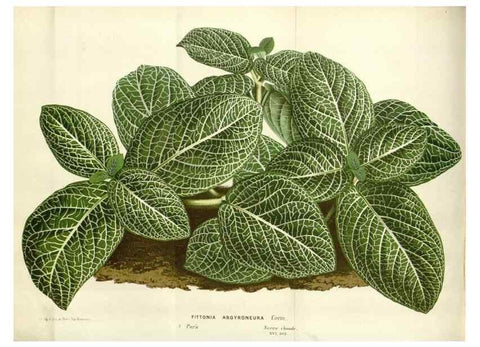 Reproducción/Reproduction 49588464783: Flore des serres et des jardins de l'Europe. A Gand :chez Louis van Houtte, eÌditeur,1845-1880.. 