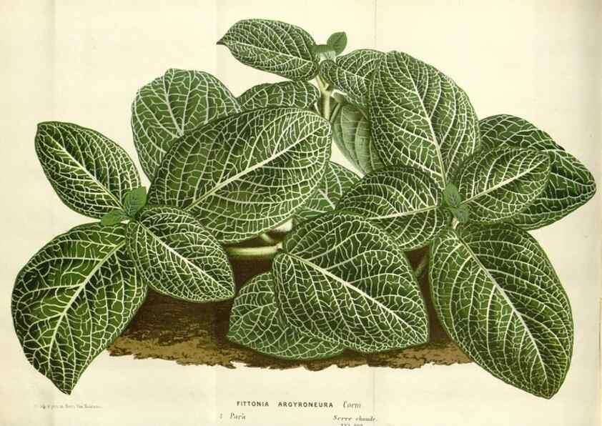 Reproducción/Reproduction 49588464783: Flore des serres et des jardins de l'Europe. A Gand :chez Louis van Houtte, eÌditeur,1845-1880.. 