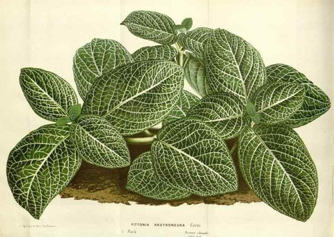 Reproducción/Reproduction 49588464783: Flore des serres et des jardins de l'Europe. A Gand :chez Louis van Houtte, eÌditeur,1845-1880.. 