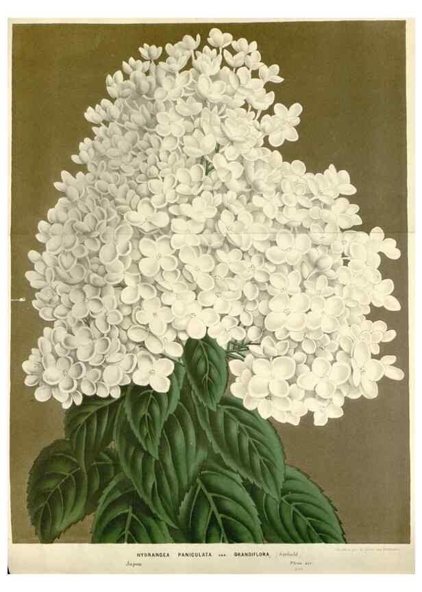 Reproducción/Reproduction 49588954906: Flore des serres et des jardins de l'Europe. A Gand :chez Louis van Houtte, eÌditeur,1845-1880.. 