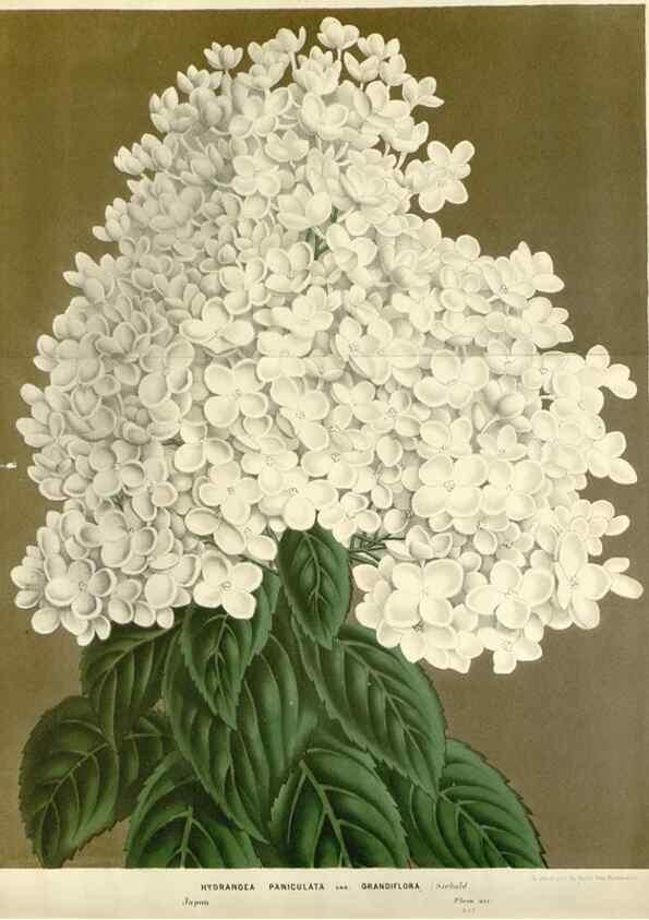 Reproducción/Reproduction 49588954906: Flore des serres et des jardins de l'Europe. A Gand :chez Louis van Houtte, eÌditeur,1845-1880.. 