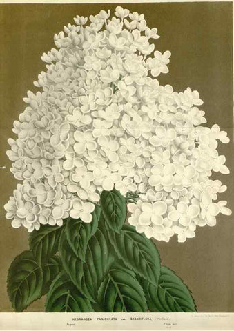 Reproducción/Reproduction 49588954906: Flore des serres et des jardins de l'Europe. A Gand :chez Louis van Houtte, eÌditeur,1845-1880.. 
