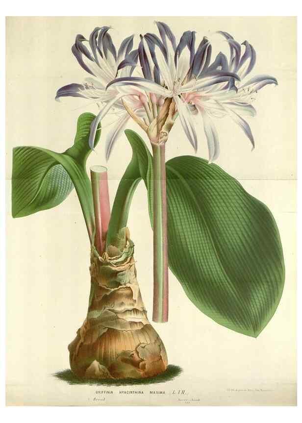 Reproducción/Reproduction 49588465388: Flore des serres et des jardins de l'Europe. A Gand :chez Louis van Houtte, eÌditeur,1845-1880.. 