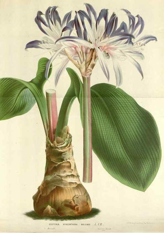 Reproducción/Reproduction 49588465388: Flore des serres et des jardins de l'Europe. A Gand :chez Louis van Houtte, eÌditeur,1845-1880.. 