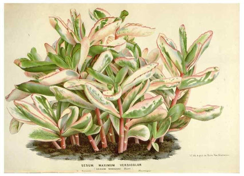 Reproducción/Reproduction 49588955421: Flore des serres et des jardins de l'Europe. A Gand :chez Louis van Houtte, eÌditeur,1845-1880.. 