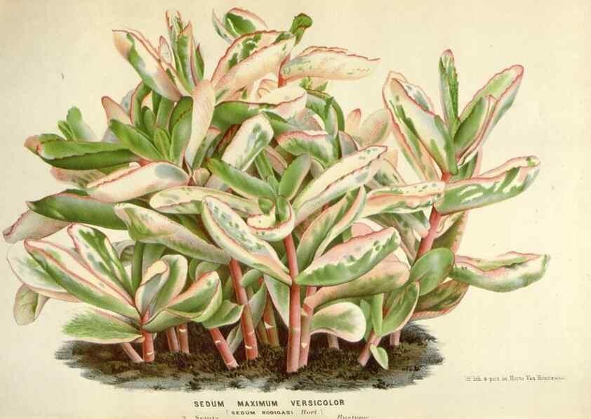 Reproducción/Reproduction 49588955421: Flore des serres et des jardins de l'Europe. A Gand :chez Louis van Houtte, eÌditeur,1845-1880.. 