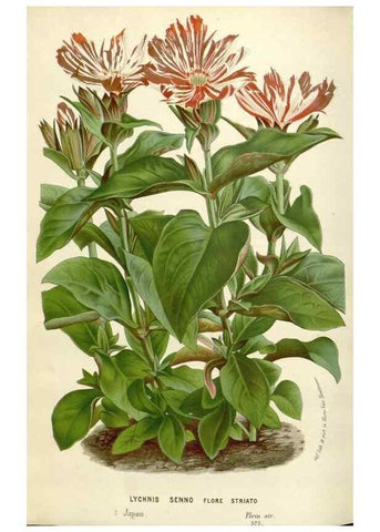 Reproducción/Reproduction 49589198232: Flore des serres et des jardins de l'Europe. A Gand :chez Louis van Houtte, eÌditeur,1845-1880.. 