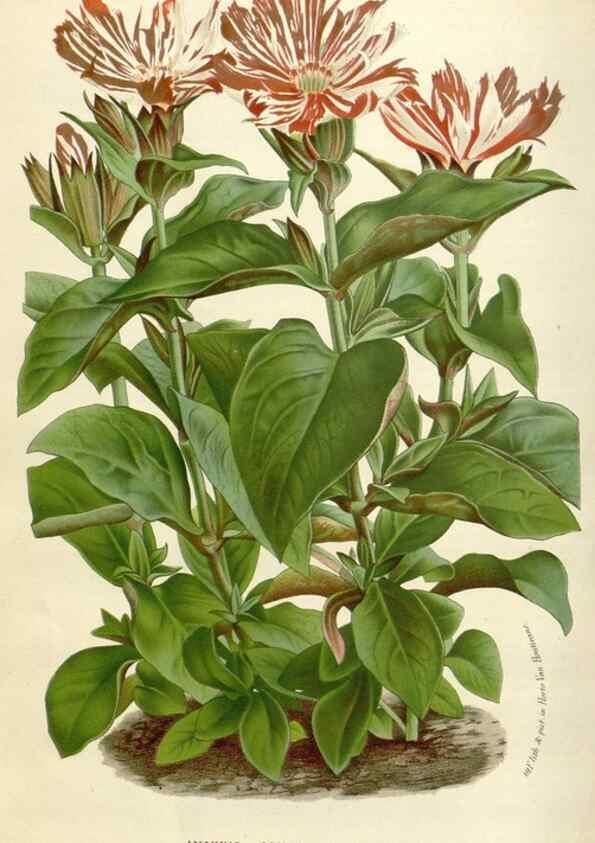 Reproducción/Reproduction 49589198232: Flore des serres et des jardins de l'Europe. A Gand :chez Louis van Houtte, eÌditeur,1845-1880.. 