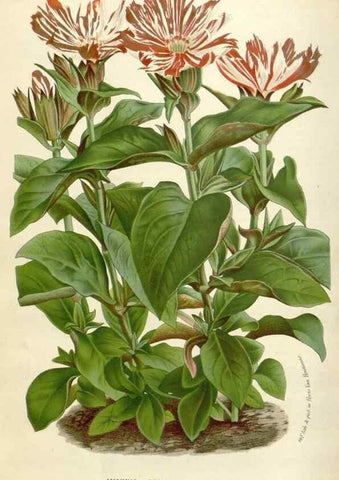 Reproducción/Reproduction 49589198232: Flore des serres et des jardins de l'Europe. A Gand :chez Louis van Houtte, eÌditeur,1845-1880.. 