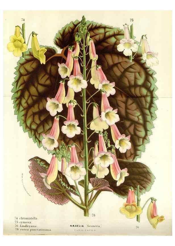 Reproducción/Reproduction 49589198507: Flore des serres et des jardins de l'Europe. A Gand :chez Louis van Houtte, eÌditeur,1845-1880.. 